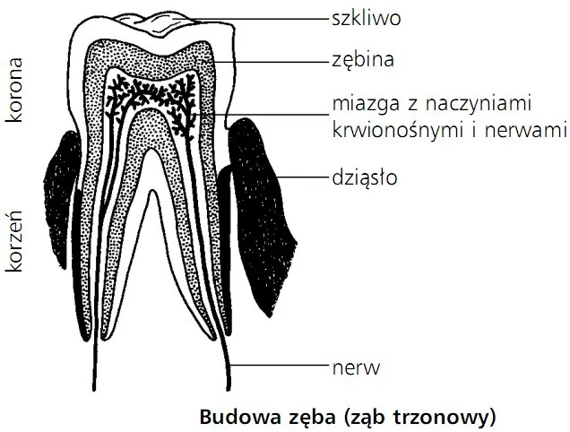 Zdjęcie Czy wiesz, które to zęby trzonowe? Poznaj ich funkcje, budowę i problemy