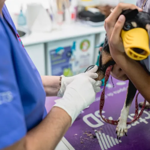Zdjęcie Clínica Veterinaria La Huella: servicios de urgencias y atención 24/7
