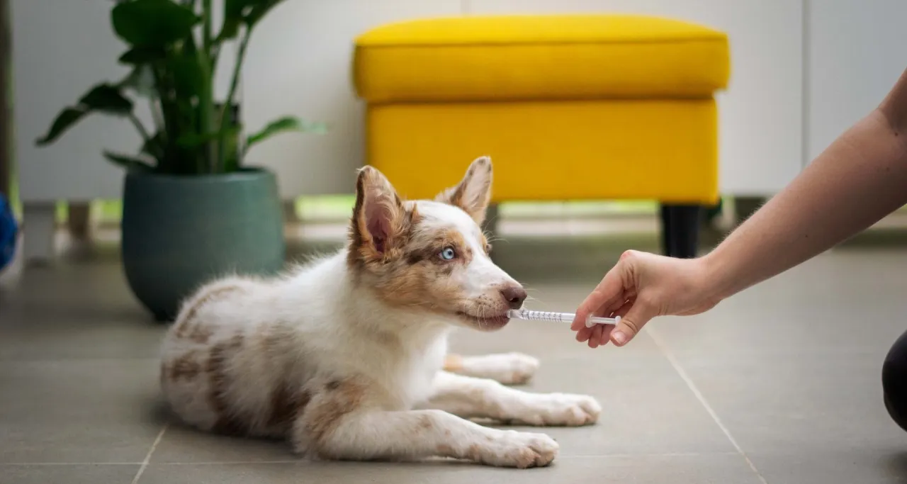 Zdjęcie Jak przygotować glukozę dla psa - proste kroki i ważne wskazówki