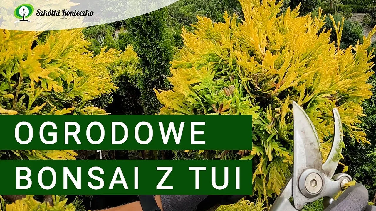 Zdjęcie Jak zrobić bonsai z tui - proste kroki do pięknego drzewka bonsai
