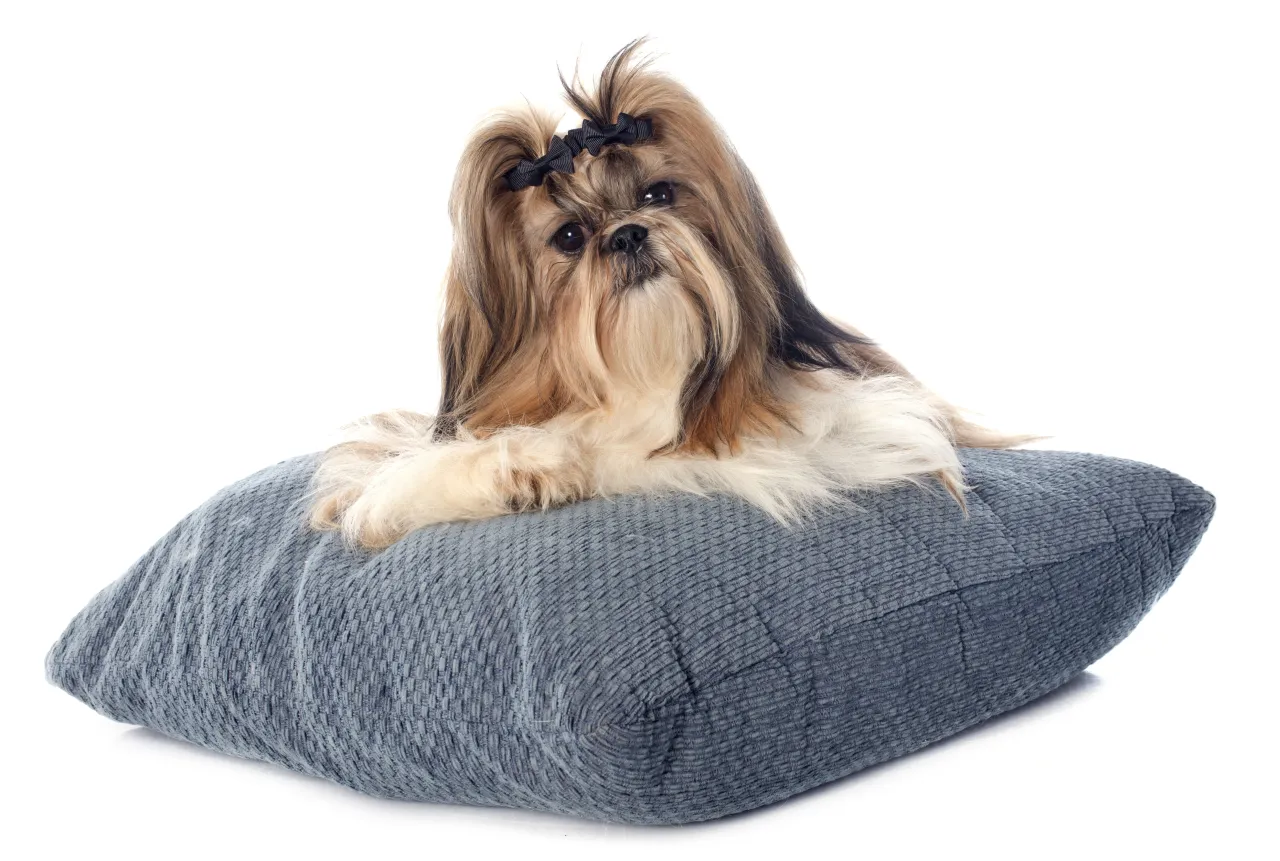 Zdjęcie Shih Tzu sierść czy włosy? Poznaj prawdę o ich unikalnej okrywie