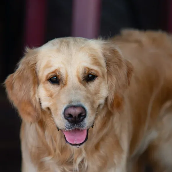 Zdjęcie Jak nazwać golden retrievera? Najlepsze imiona, które pokochasz