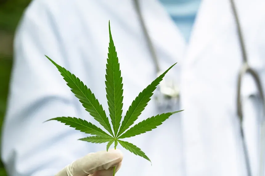 Zdjęcie Medyczna marihuana na co? Poznaj najważniejsze zastosowania i korzyści