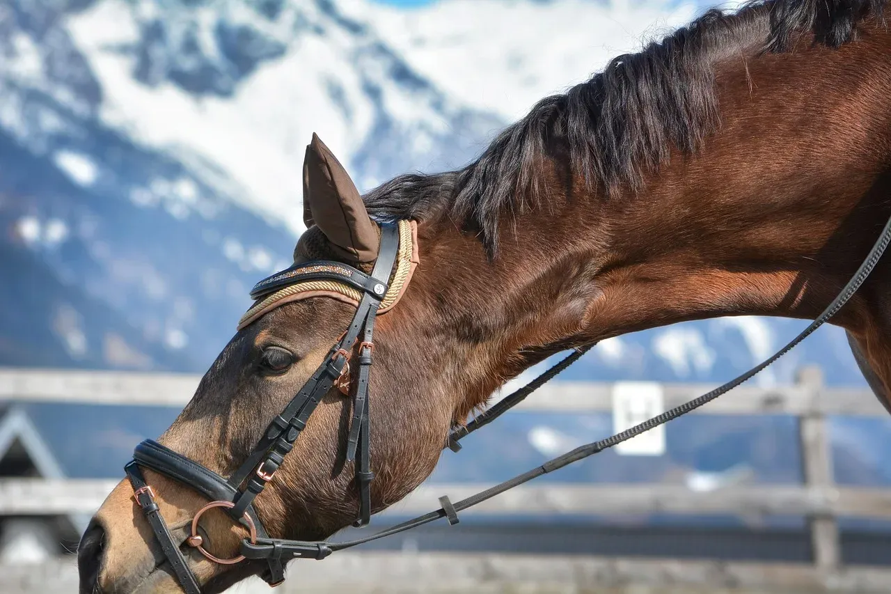 Zdjęcie Jak poznać że koń cię lubi - 5 znaków, które warto znać