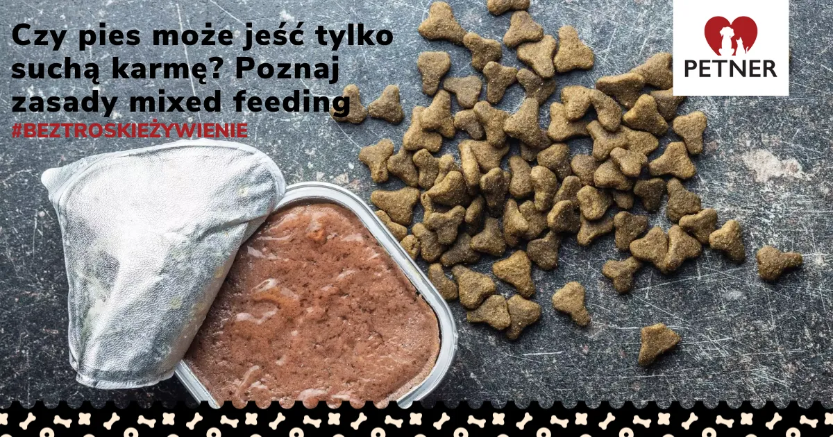 Zdjęcie Czy pies może jeść tylko suchą karmę? Sprawdź, co powinieneś wiedzieć