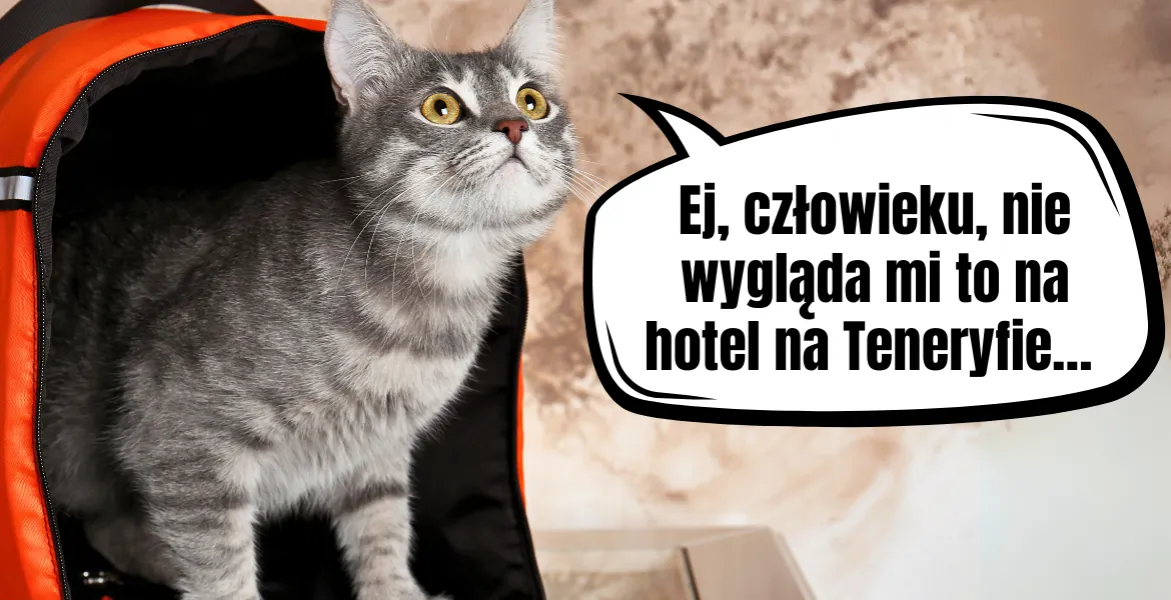 Zdjęcie Jak wybrać idealny transporter dla kota, by uniknąć problemów w podróży