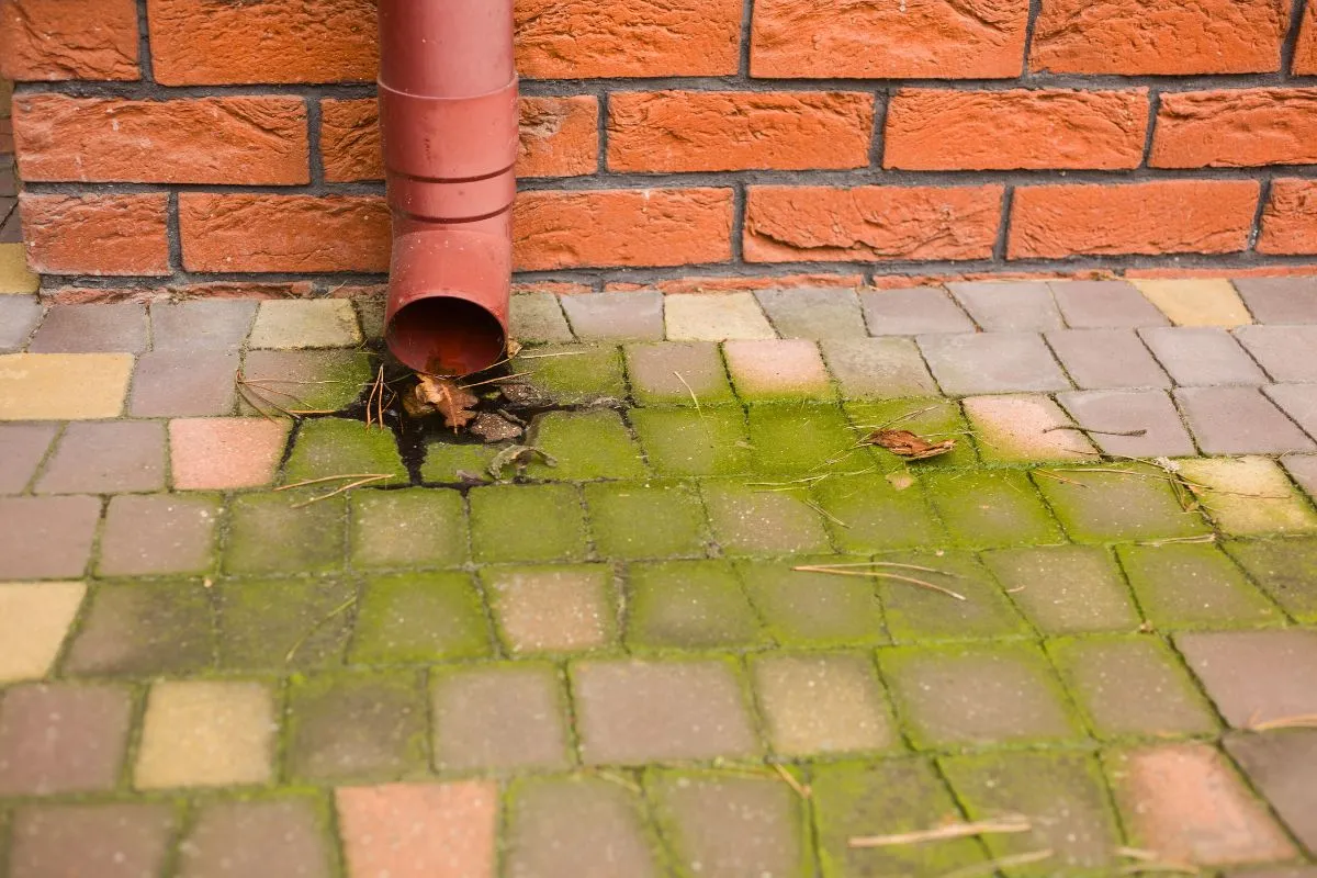 Zdjęcie Skuteczne metody na usunięcie zielonego nalotu z kostki brukowej