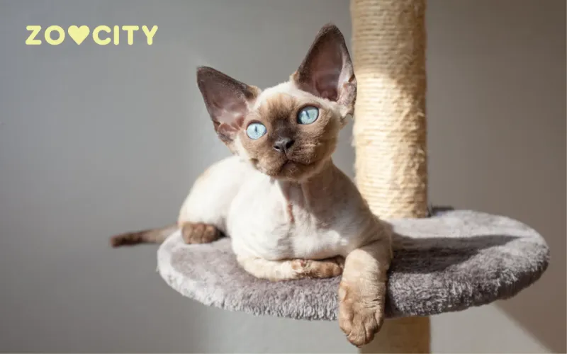 Zdjęcie Gdzie znaleźć devon rex za darmo? Adopcja i oferty w Lublinie