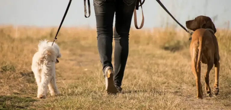 Zdjęcie Kiedy po szczepieniu na spacer z psem? Ważne zasady i porady