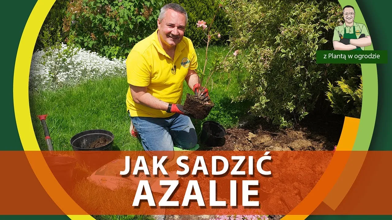 Zdjęcie Jak sadzić azalie - kluczowe wskazówki dla zdrowego wzrostu
