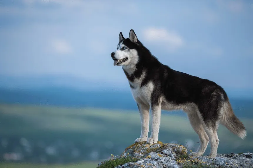 Zdjęcie Pies jak husky: poznaj cechy, wymagania i porady dla właścicieli
