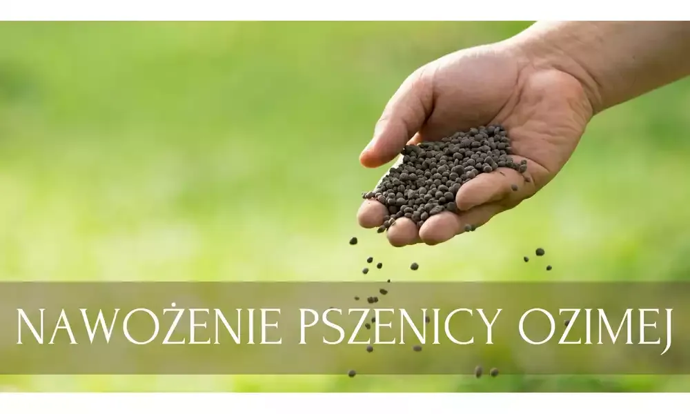 Zdjęcie Jaki nawóz przed siewem pszenicy ozimej? Kluczowe informacje dla rolników