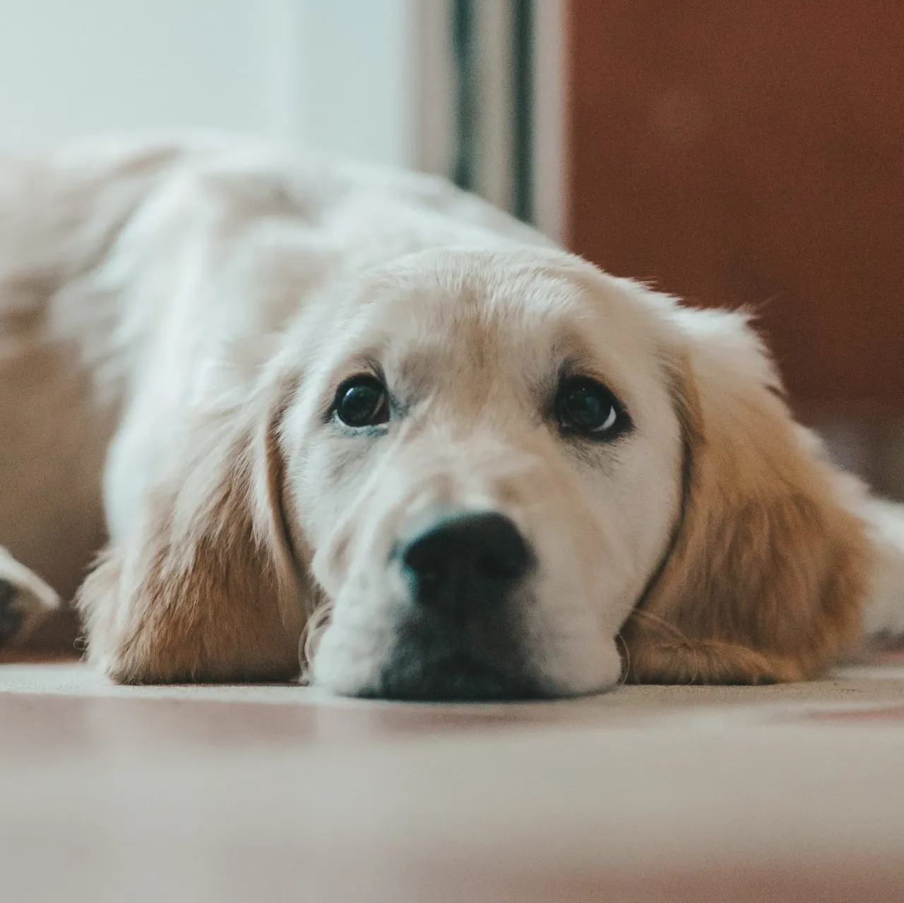 Zdjęcie Czy golden retriever uczula? Odkryj prawdę o alergiach na psy