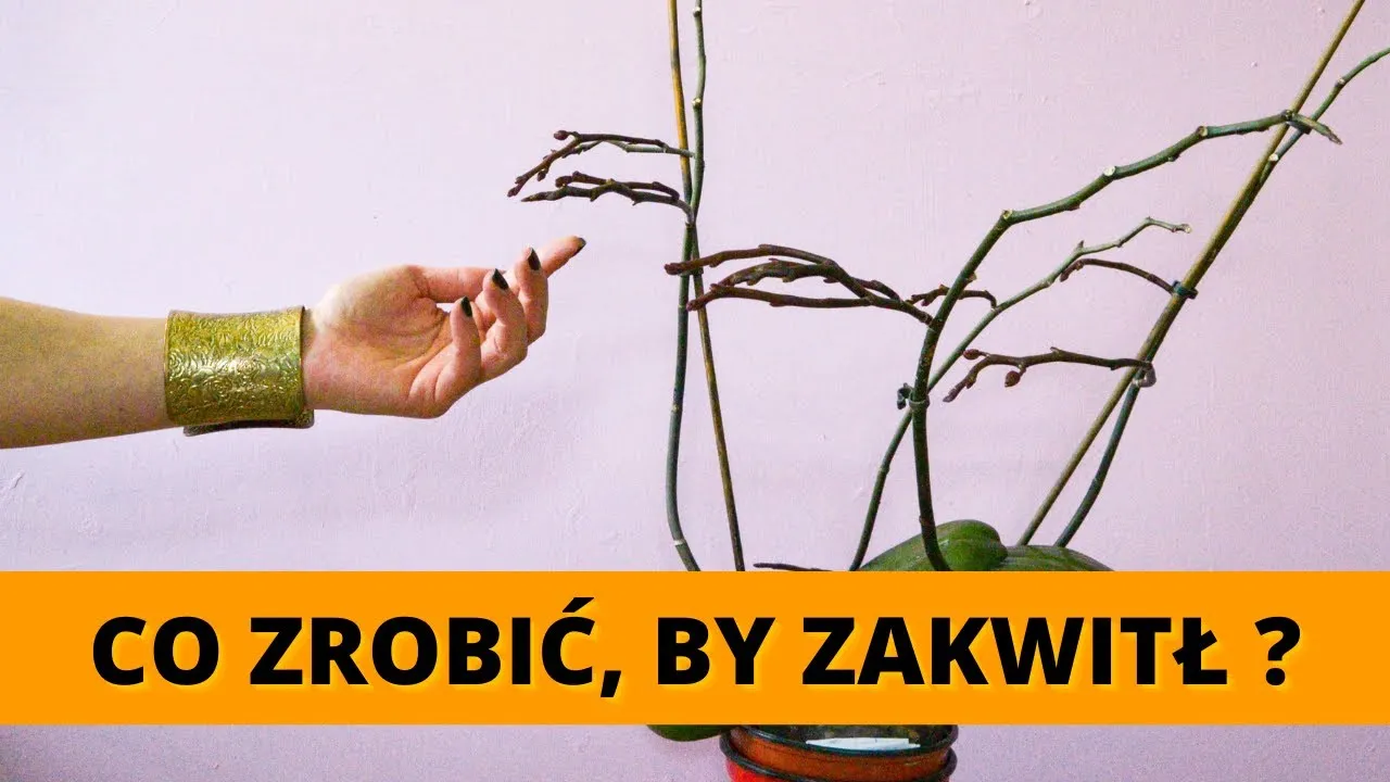 Zdjęcie Jak często kwitnie storczyk? Sekrety pielęgnacji i ponownego kwitnienia