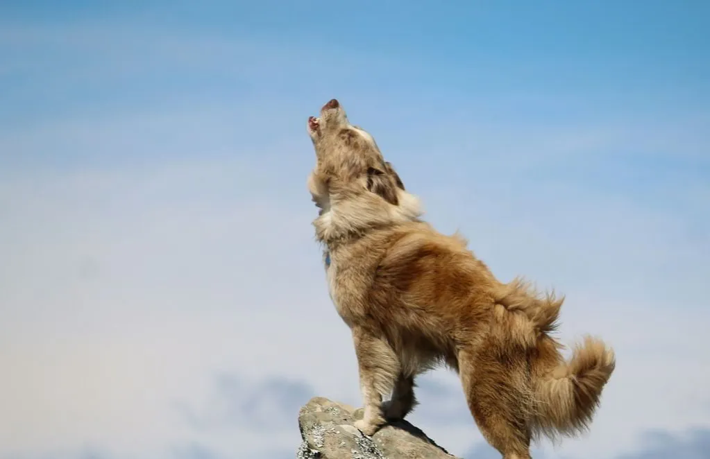 Zdjęcie Dlaczego husky wyje? Odkryj przyczyny i jak temu zaradzić