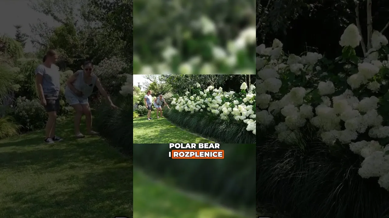 Zdjęcie Jak sadzić rozplenicę hameln? Odpowiedni odstęp dla sukcesu