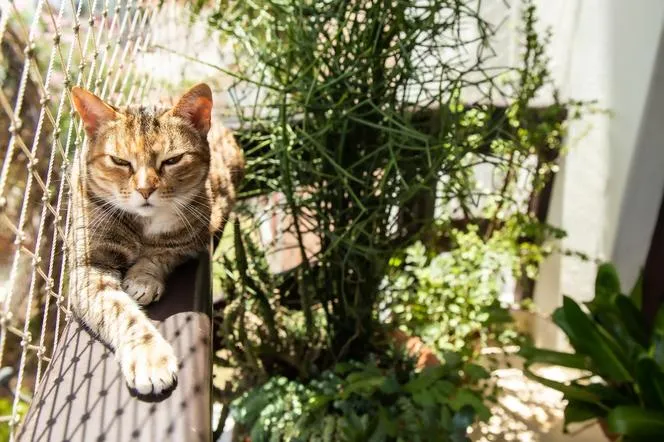 Zdjęcie Jak bezpiecznie i wygodnie urządzić balkon dla kota - praktyczne porady