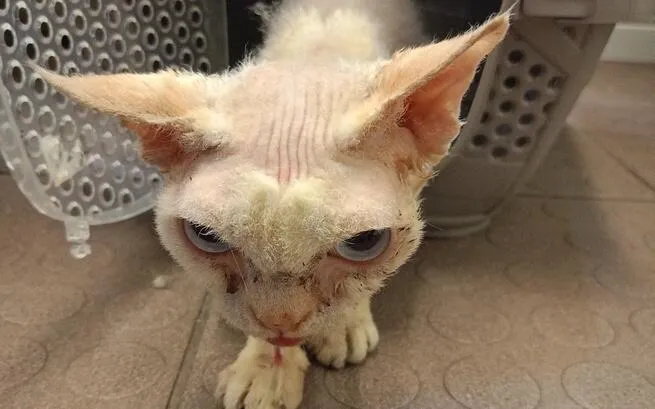 Zdjęcie Devon Rex w schronisku: Jak pomóc zaniedbanym kotom?
