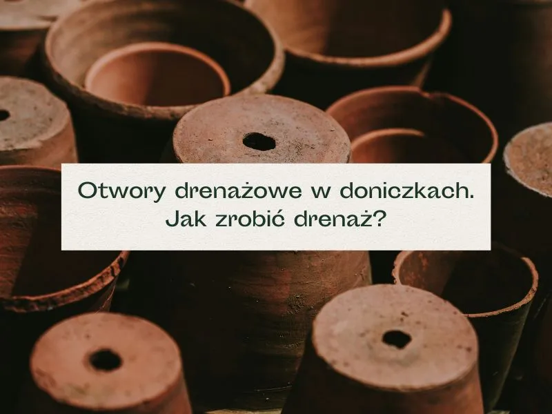 Zdjęcie Jak zrobić drenaż w doniczce, aby uniknąć gnicia korzeni roślin
