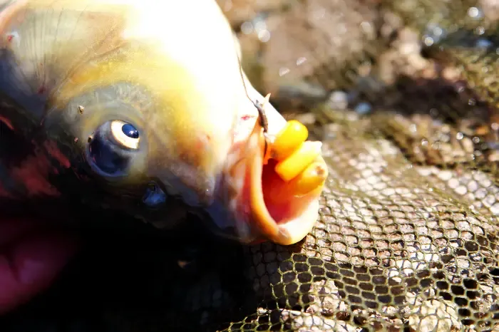 Zdjęcie Jak zakładać kukurydzę na haczyk, aby złapać więcej ryb?