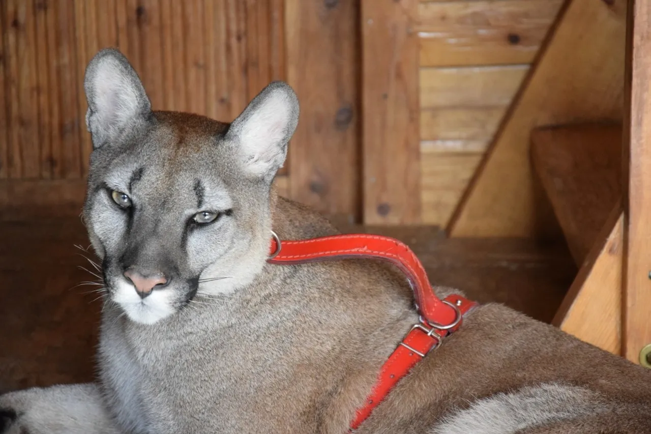 Zdjęcie Ile kosztuje puma z hodowli? Ceny i ograniczenia w Polsce