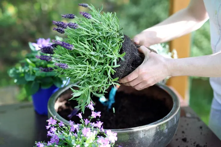 Zdjęcie Cuando plantar lavandas: la clave para un jardín exitoso