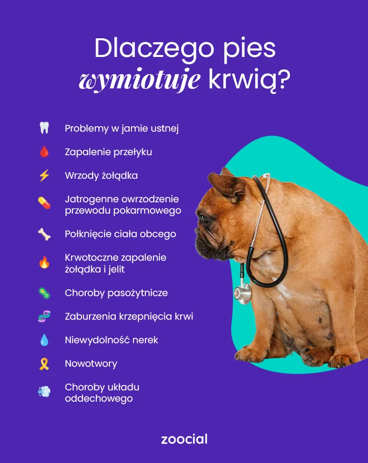 Zdjęcie Kiedy pies wymiotuje, a to może być niebezpieczne - kiedy do weterynarza?