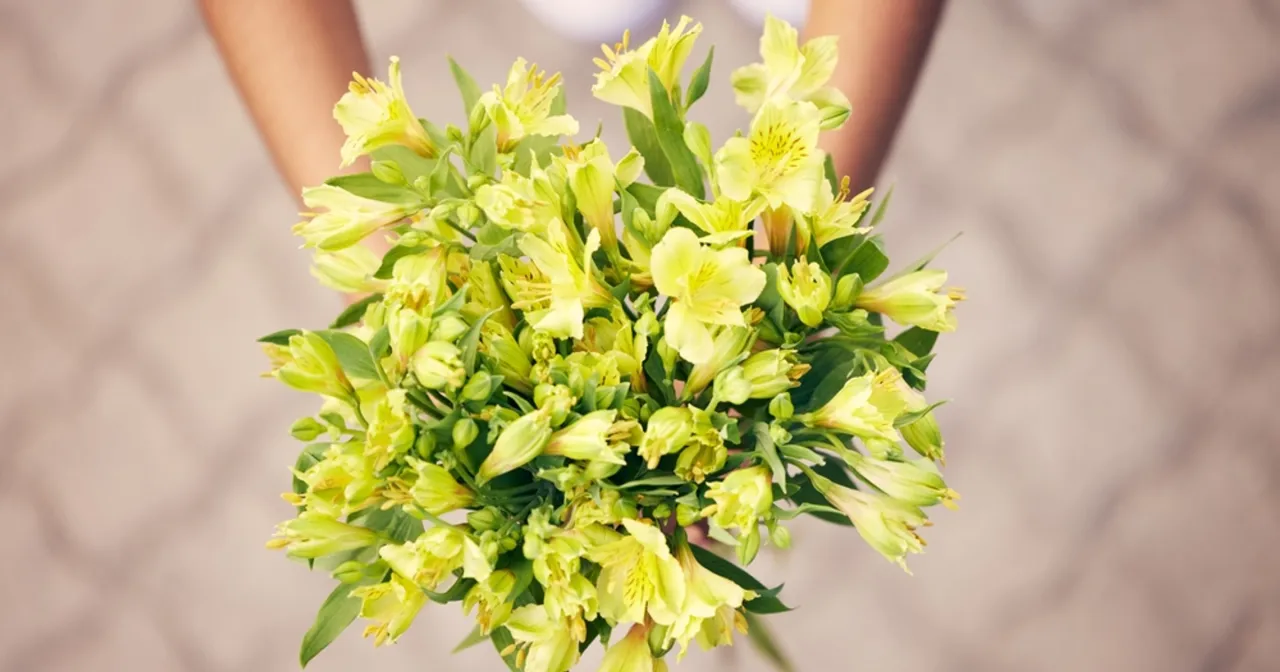 Zdjęcie Ż&oacute;łte kwiaty: znaczenie, symbolika i jak ich nie pomylić