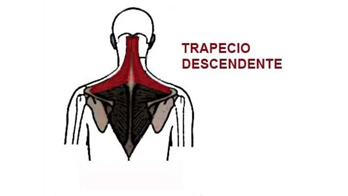 Zdjęcie El curioso significado del músculo Tello y su conexión con el trapecio