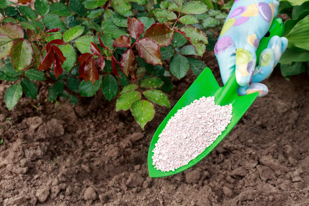 Zdjęcie Kiedy nawozić r&oacute;że? Kalendarz i praktyczny poradnik