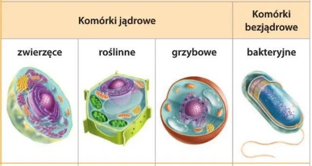 Zdjęcie Czym różni się komórka roślinna od zwierzęcej? Kluczowe różnice, które musisz znać