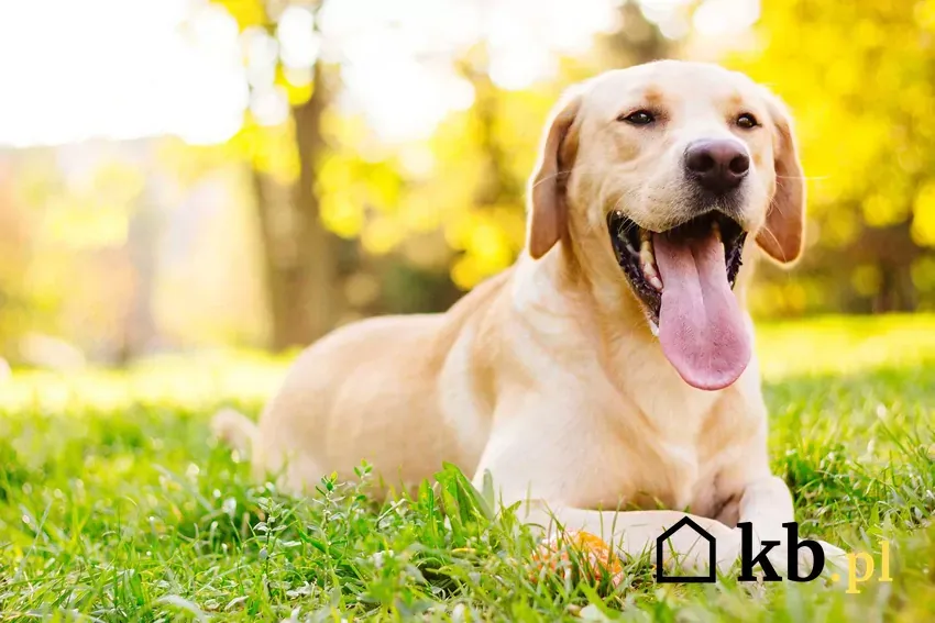 Zdjęcie Ile kosztuje szczeniak labradora? Ceny i ukryte wydatki