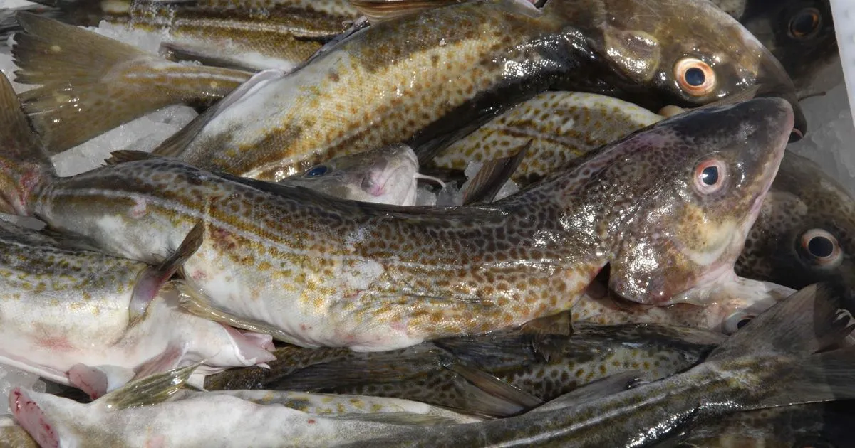 Zdjęcie Najczęściej łowione ryby w Bałtyku: co warto wiedzieć przed wyprawą