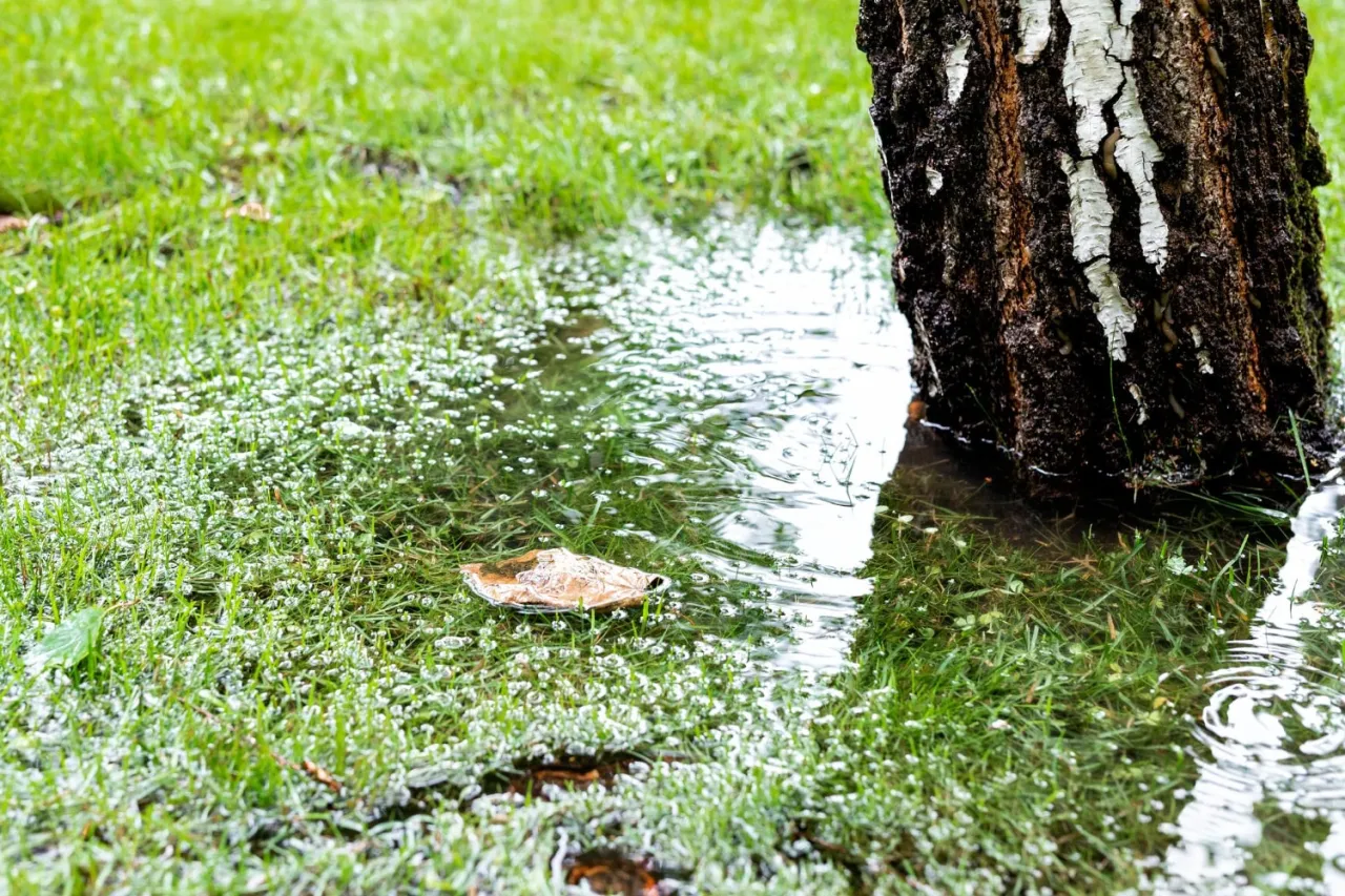 Zdjęcie Jak osuszyć działkę? Skuteczne metody na pozbycie się wody