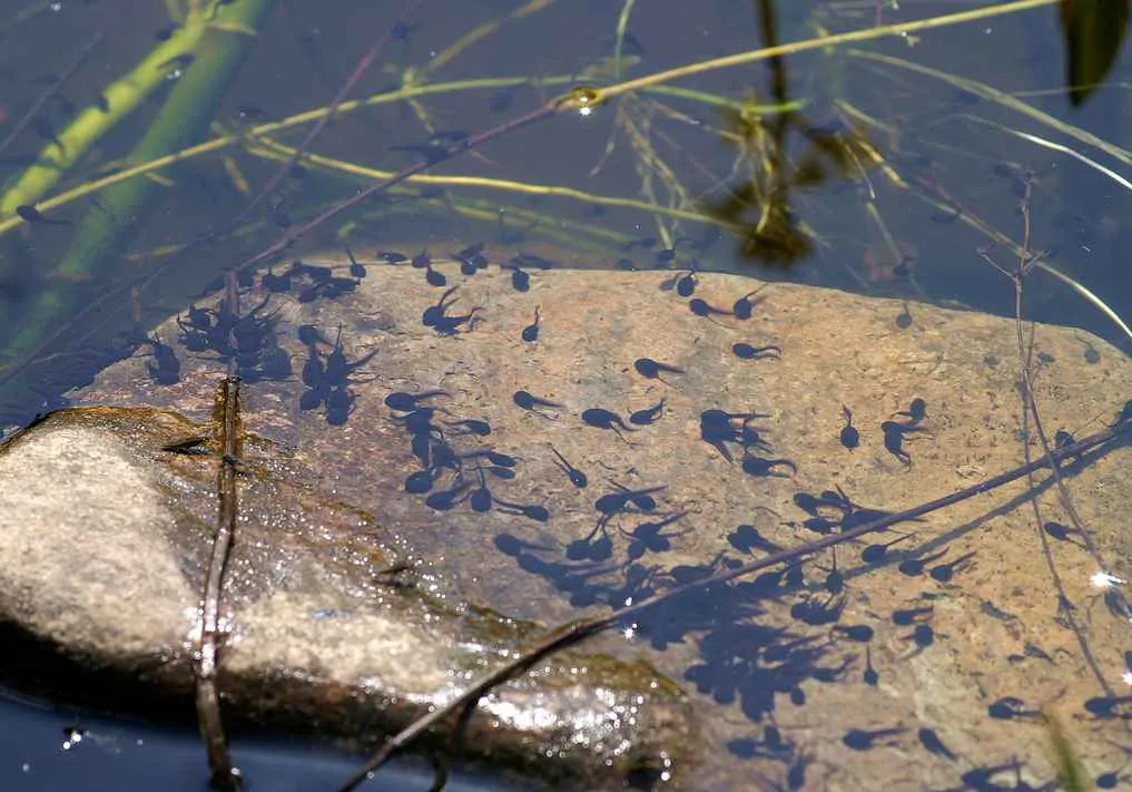 Zdjęcie Czym się kijanka żywi? Odkryj sekrety diety kijanek i ich potrzeby