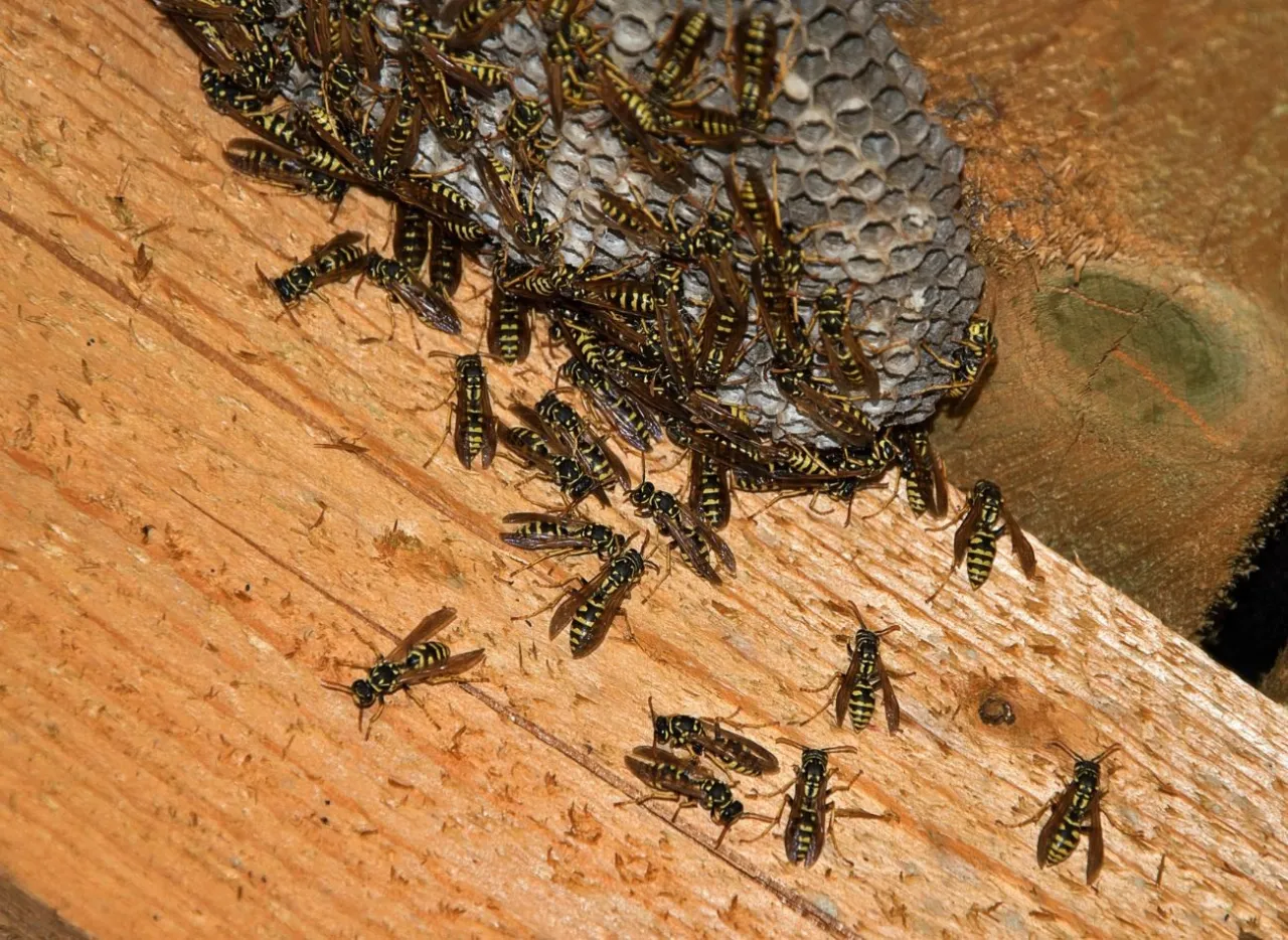 Zdjęcie Skuteczne sposoby na osy na tarasie, które naprawdę działają