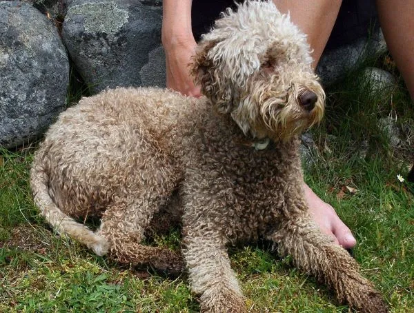 Zdjęcie Lagotto Romagnolo sierść czy włos – poznaj różnice i pielęgnację