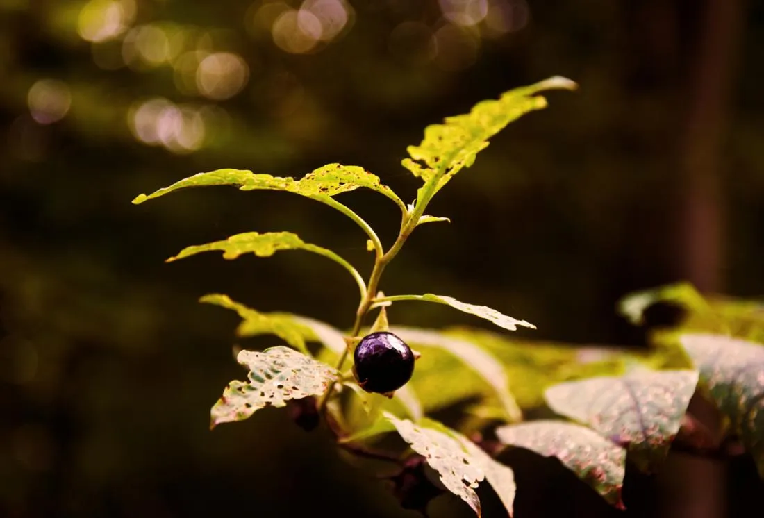 Zdjęcie Belladonna w homeopatii: skutki uboczne i zastosowanie, które musisz znać