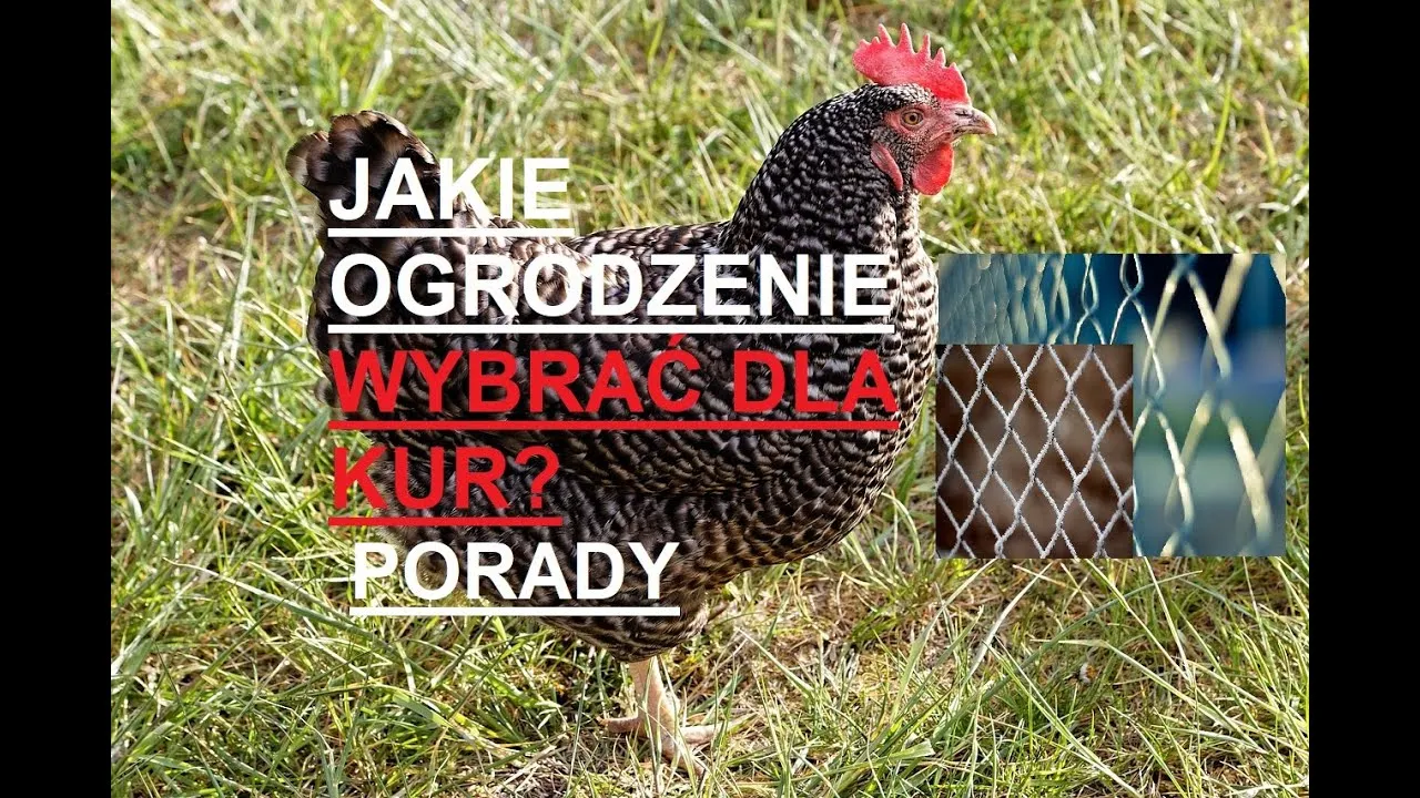 Zdjęcie Jak zrobić ogrodzenie dla kur: proste kroki i najczęstsze błędy