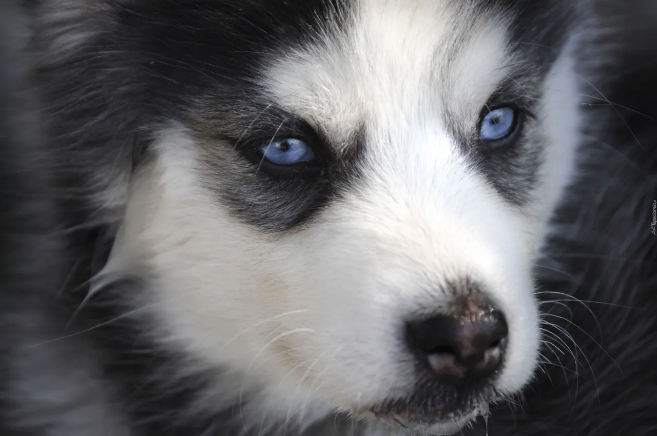 Zdjęcie Czy husky szczeka? Prawda o zachowaniu i wokalizacji tej rasy psów