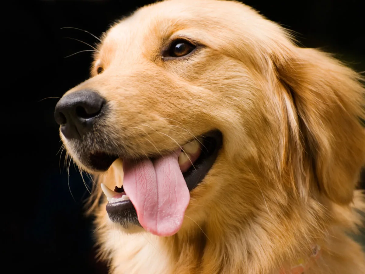 Zdjęcie Jak tresować golden retrievera: skuteczne metody na posłusznego psa