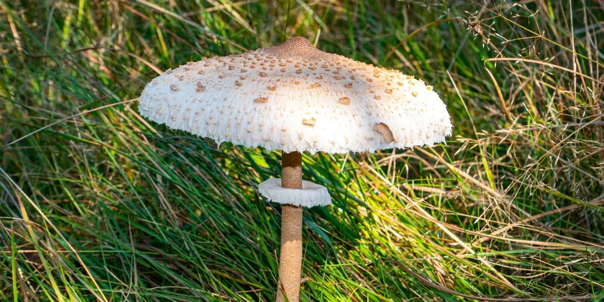 Zdjęcie Kiedy jest sezon na kanie? Sprawdź najlepszy czas na zbiór tych grzybów