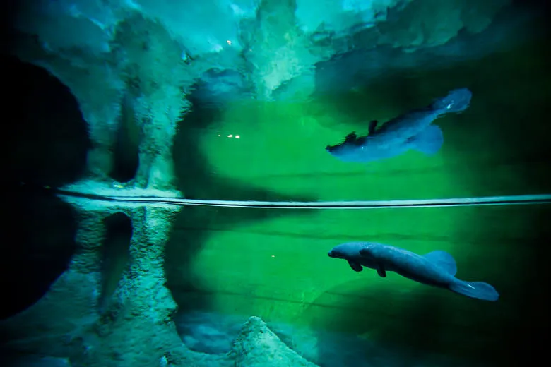 Zdjęcie Jak kupić bilety do oceanarium w Gdyni i uniknąć kolejek