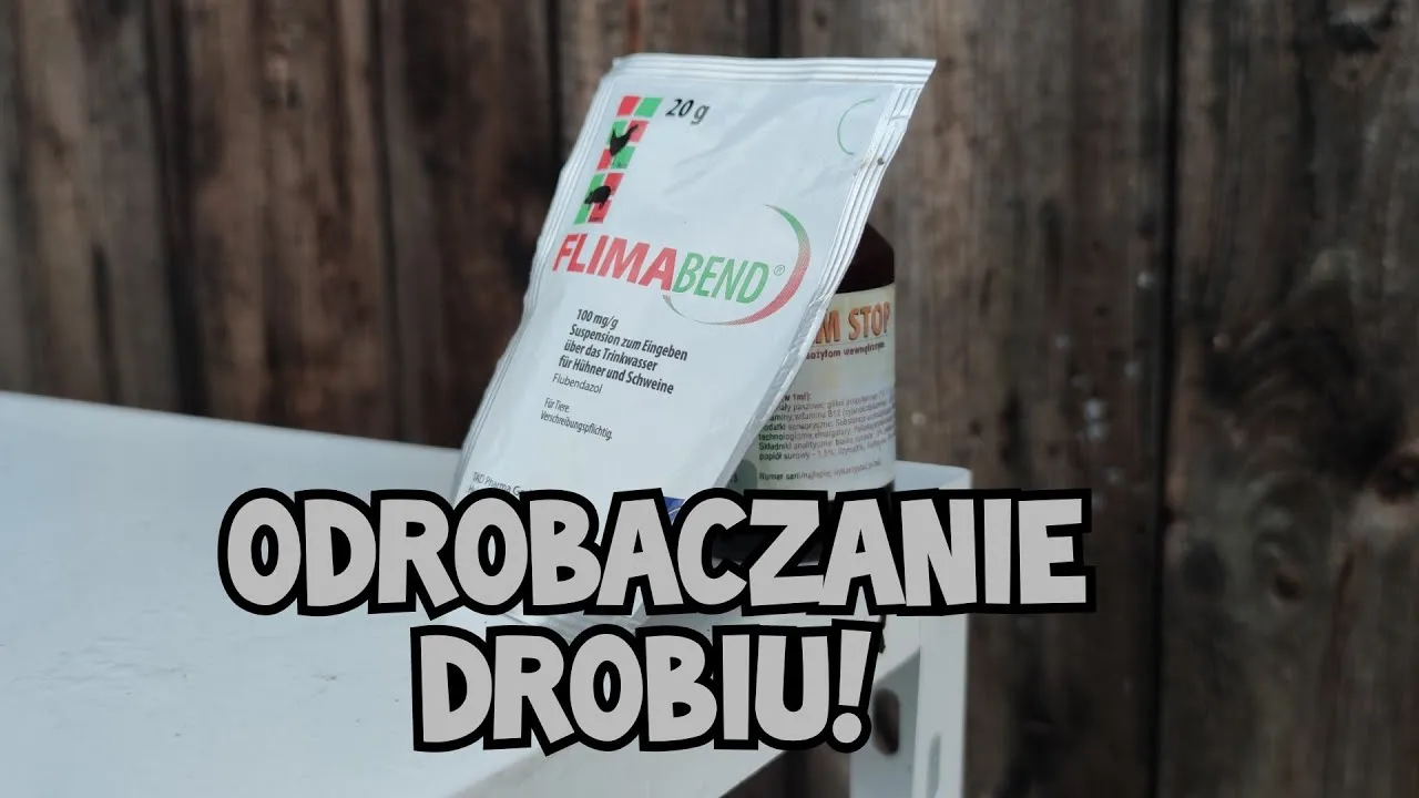 Zdjęcie Czym odrobaczać kury? Skuteczne metody i preparaty na pasożyty