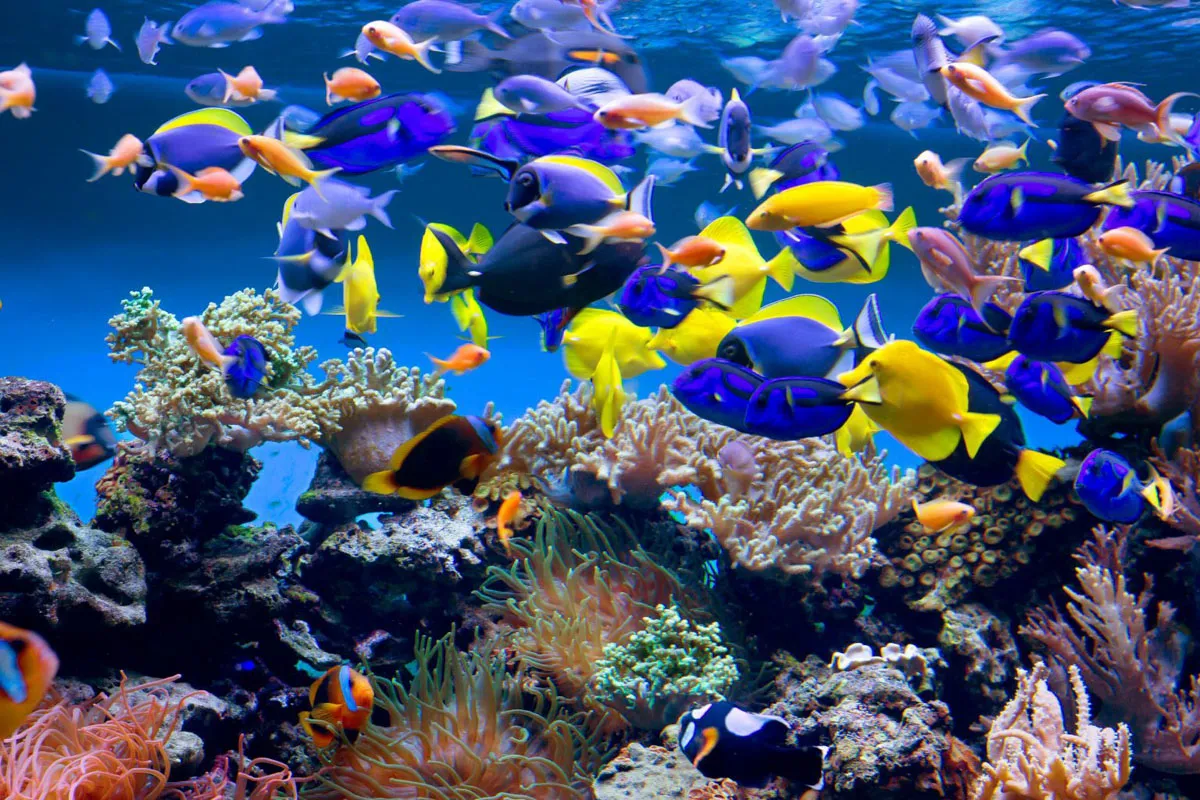Zdjęcie Oceanarium Gdyńskie – Fascynujące atrakcje i informacje dla odwiedzających