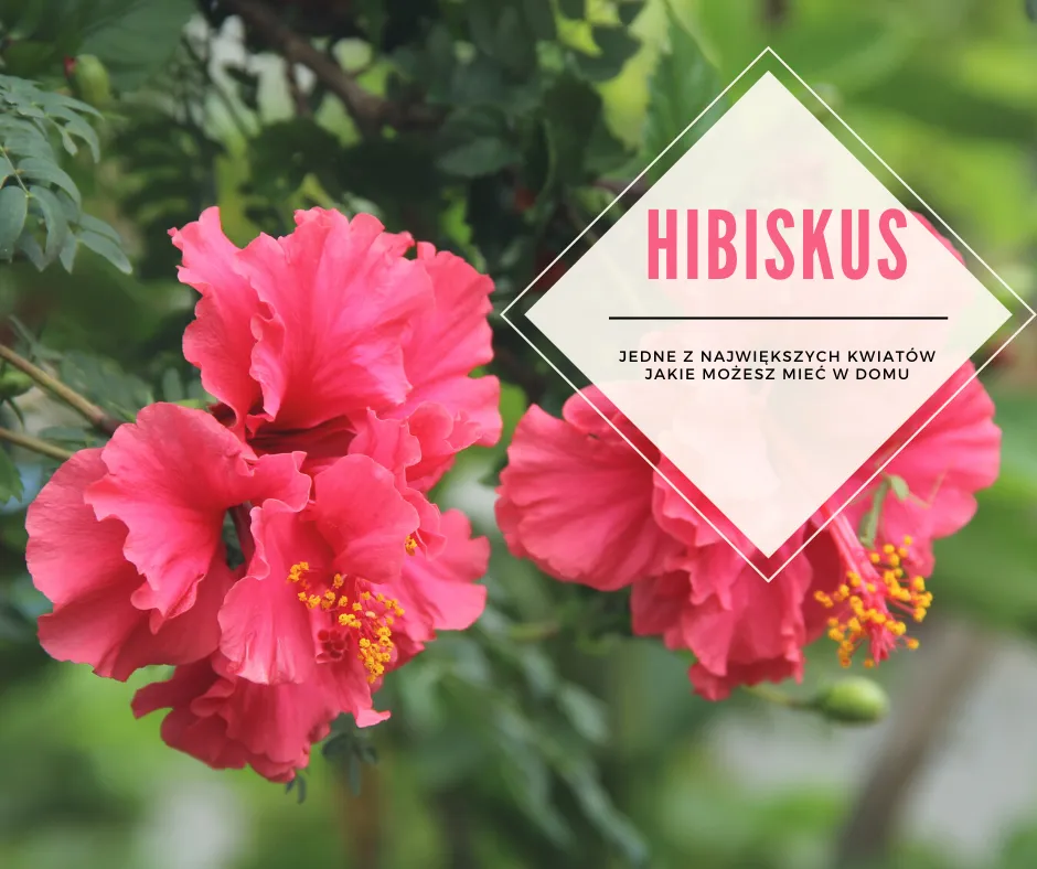 Zdjęcie Jak skutecznie nawozić hibiskusa ogrodowego dla zdrowego wzrostu