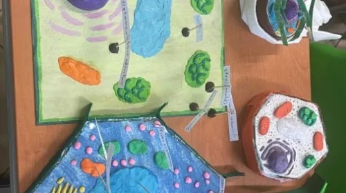 Zdjęcie Zajęcia wyrównawcze z biologii w klasie 5 – jak pomóc uczniom?