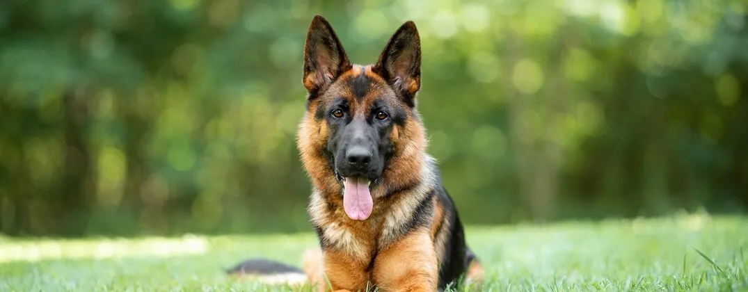 Zdjęcie Ile trwa ciąża u owczarka niemieckiego? Sprawdź!