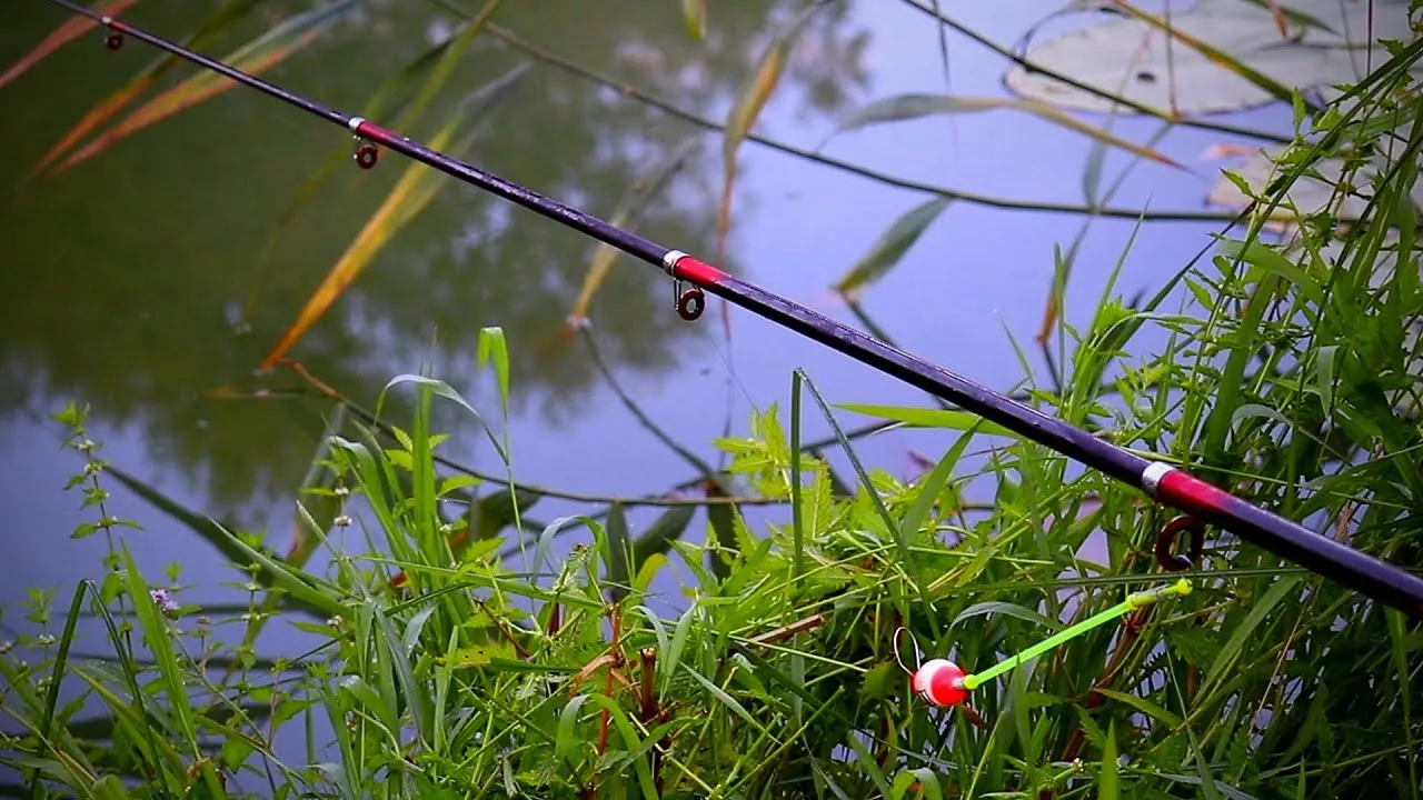 Zdjęcie Jak skutecznie łowić leszcza - sprawdzone metody i sygnały brań