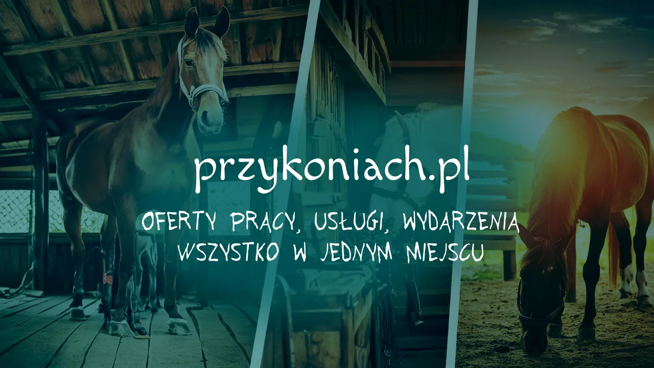 Zdjęcie Praca w stadninie koni: jak znaleźć wymarzone zatrudnienie w stajni